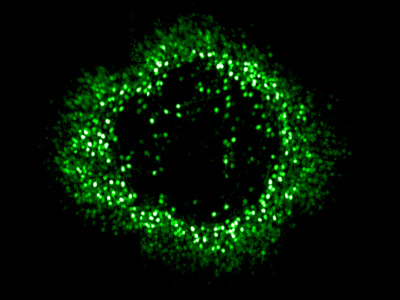 Fovea Images
